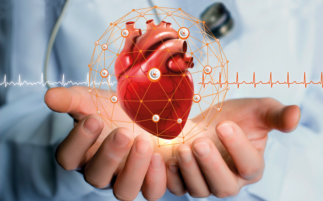 Digital illustration of a human heart held above open hands.